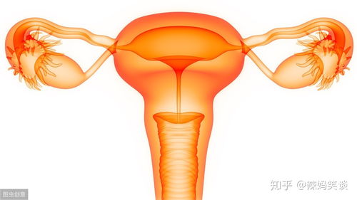 卵巢保健品(养卵巢保养卵巢吃什么保健品气血调好了卵巢会好吗)