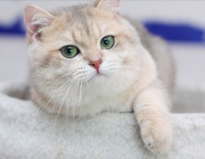 图 美短 英短 大包子 虎斑条纹 正规猫舍 售后有保障 长春宠物猫 