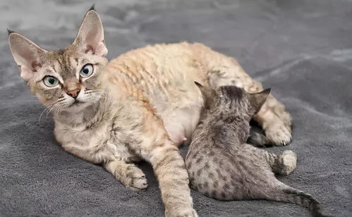 母猫把幼猫叼到你面前,原来它是这样认为的