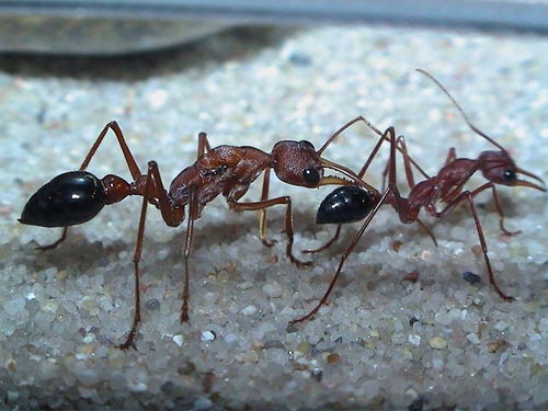 食蚁兽酷爱舔食蚂蚁 遇见这种蚂蚁也得礼让三分 斗牛犬蚁