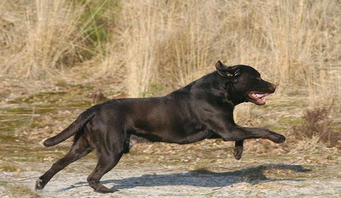 主人养黑狗的五个理由,最庆幸的事情,就是养了条忠诚的黑犬