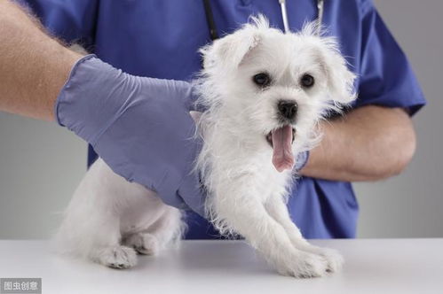 狗狗的胰腺炎到底是怎么回事 一岁的狗狗也会得这种老年病 