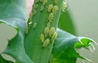 杀虫剂鱼藤酮应该如何使用,李子树开花前如何防蚜虫
