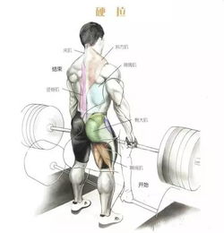 背阔肌背部力量肌肉训练动作及图解