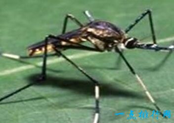 世界上最大的蚊子 现存的巨蚊体型可怕