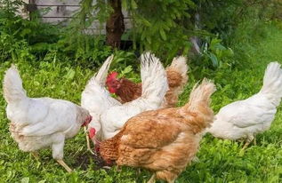 养鸡小妙招:如何巧用山莴苣养鸡,庭院养鸡喂什么长得快
