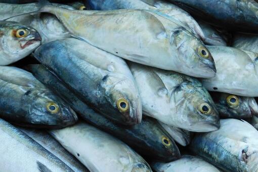 鲱鱼是什么鱼 罐头为什么这么臭 保质期有多长