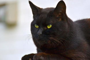 农村常见的五种猫,玄猫最神奇,简州猫有四个耳朵 