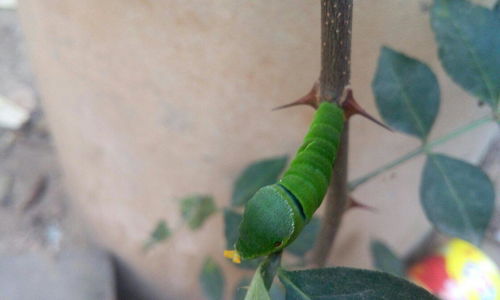 这是什么虫子 在花椒树上发现的 