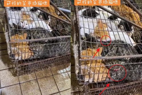 湖南永州一菜市场出售猫肉 管理员否认,附近商贩 一直都有