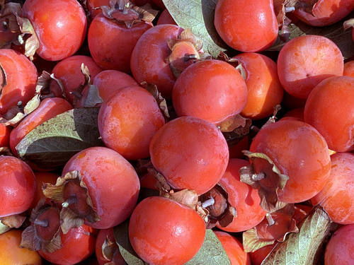 火晶柿子几月份成熟,火晶柿和红灯笼柿的区别？
