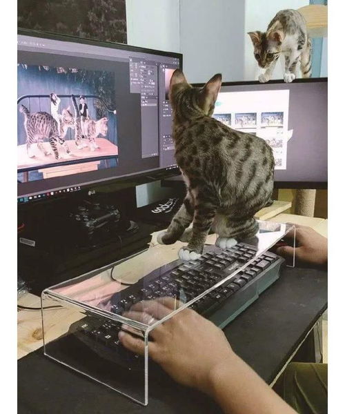 wallpaper敲键盘的猫怎么弄(wallpaper怎么设置鼠标特效)