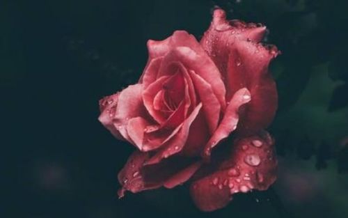 关于玫瑰花的名诗句