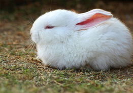 介绍对宠物兔兔有害的蔬菜