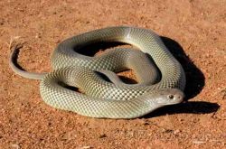 梦见白色的大蟒蛇是什么意思梦到白色的大蟒蛇好不好(做梦梦见白色的大蟒蛇是什么意思)
