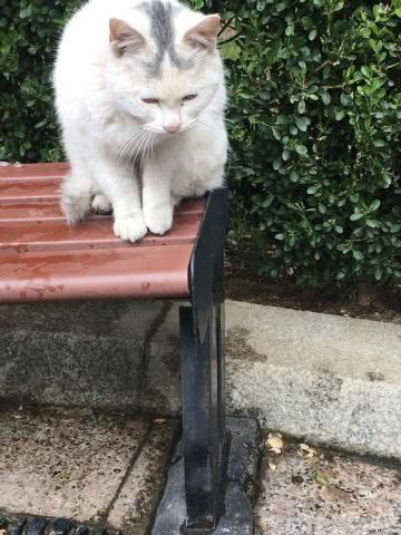 女孩给流浪猫喂吃的,不知道喂什么健康,网友们的回答却让人暖心