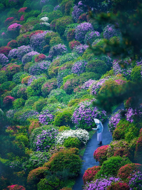 日本东京超美花海打卡地春天一起来赏花吧 