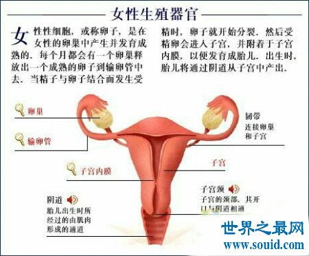 女生殖器官图是认识女生的一本非常好的教科书 2 