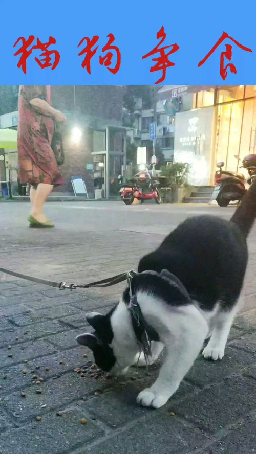 猫狗争食 