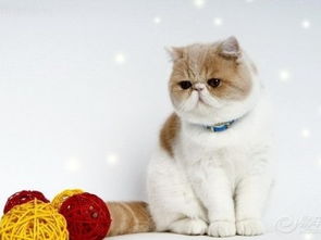图 出售家养加菲猫 异国短毛猫 嘉兴宠物猫 嘉兴列表网 
