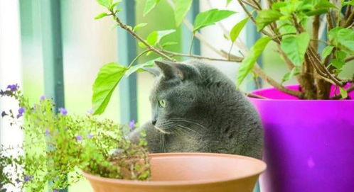 这种植物被人称为 猫薄荷 ,使猫咪行为异常,还可泡茶 防蚊虫