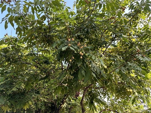 重庆绿化带果树上的水果能吃吗 相关部门 果树 很受伤 ,果实不宜食用