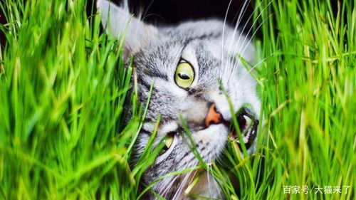 猫为什么要吃草 科学家研究了1021只猫,发现这只是一种 本能