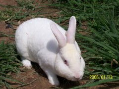 2011年獭兔养殖前景 