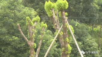 社区新种植了桂花树和樟树共25棵，种的桂花树比樟树少三分之一.种了多少棵樟树?用方程解答