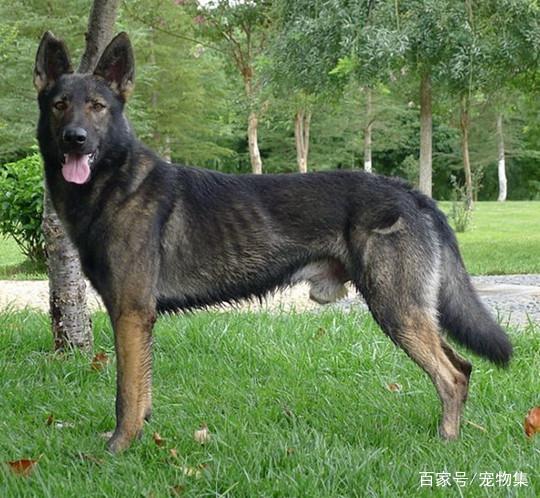 世界上天生的六类警犬,中国的骄傲 昆明犬 传奇国犬