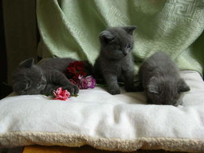 英国短毛猫蓝猫,英国短毛猫蓝猫多少钱一只