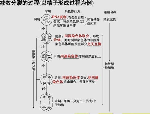 是谁透露了人类起源的真正机密 我们都忽略了一个至关重要的线索