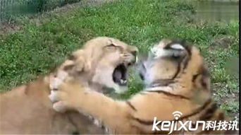 狮子和老虎打架谁厉害 一段图解揭露真相 