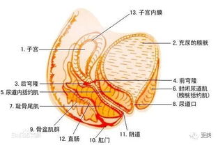 8W块徒手缩阴术能让私处跳舞 缩阴丹用后紧致似少女,骗傻子呐