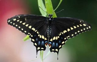 蝴蝶的生长发育经历了哪五个阶段脱皮