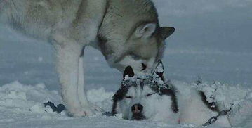 一部宠物类电影 南极大冒险 , 让你在影院哭成狗 