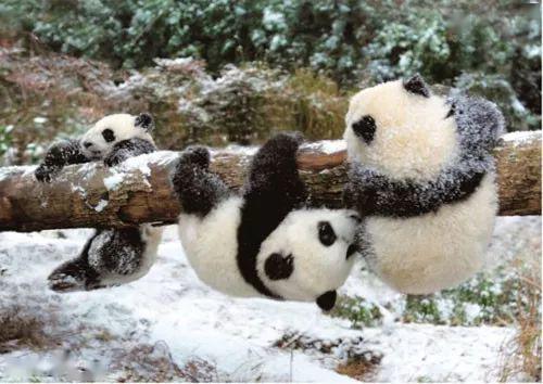 小学语文三年级下册 习作 国宝大熊猫 习作指导 图文详解