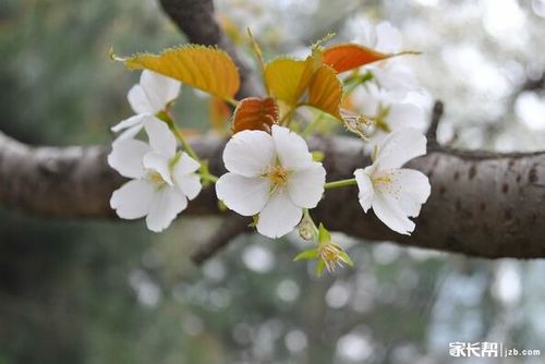 生日花图片大全大图 搜狗图片搜索