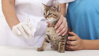 猫咪疫苗知识普及 猫疫苗品牌有哪些