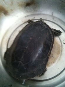 为什么我 养的乌龟不吃东西买俩还死一个说是中华草龟 