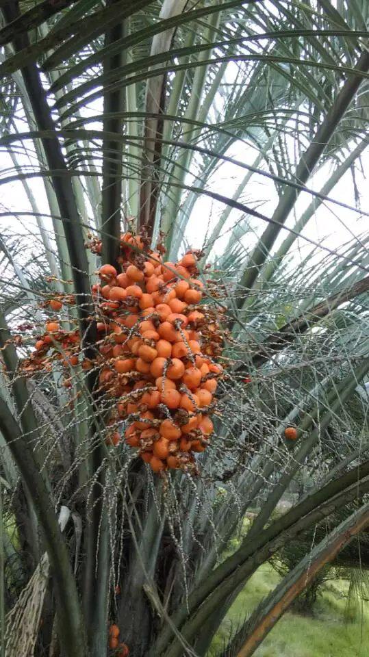 棕榈树的果实能吃吗 棕榈树上面一串串的果子