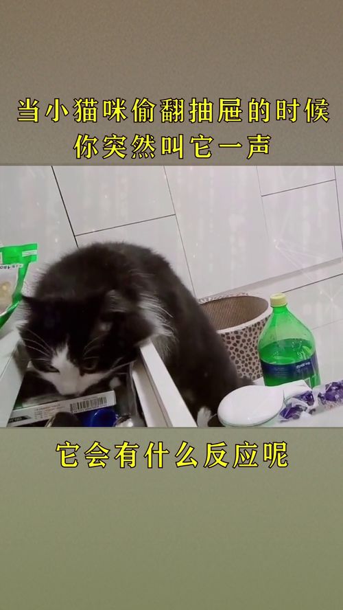 看你这贼眉鼠眼的样子,你确定你是一只猫 