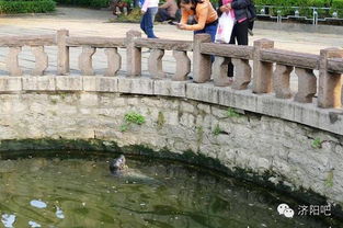 趵突泉里有海豹你知道吗 趵突泉停喷海豹成看点 