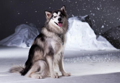 冬天适合养什么狗 盘点几种毛发厚的狗,抱起来超暖和的
