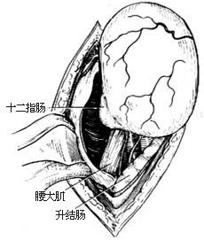 请问肾门的名词解释是什么 