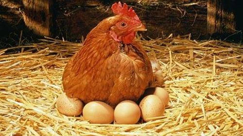 公鸡真的能够下蛋吗