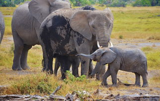 从肯尼亚到坦桑尼亚 非洲大象篇