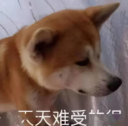 为什么狗狗不开心