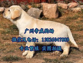 广州专业养狗场 广州哪里有卖拉布拉多小狗