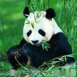 北京房山建大熊猫科研繁育基地成本太高 且无必要 周道生态文明 第116讲